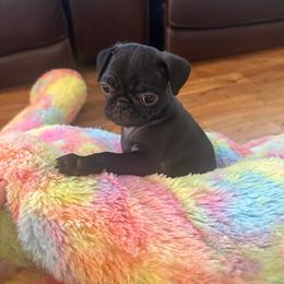 Nana - Black female Pug puppy in Indian Trail, North Carolina from Love Pugs