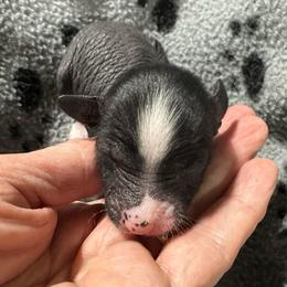 Girl 3 - Black and white female Chinese Crested puppy in Rockvale, Tennessee from Cosmic Chinese Cresteds & Wind-Echo Poodles