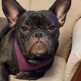 French Bulldogs from Deb Allender's French Bulldogs