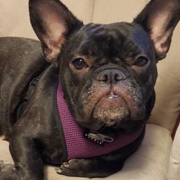 French Bulldogs from Deb Allender's French Bulldogs