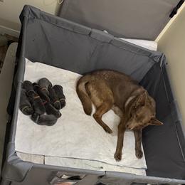 German Shepherd Puppies from Legacy K9’s
