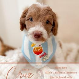 Cruz - Parti male Goldendoodle puppy in California City, California from Summer Sun Doodles