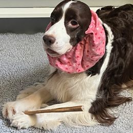Sierra - English Springer Spaniel