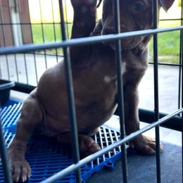 American Bully Puppies from TEXAS BULLY FAMILY