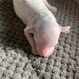 Opal - Parti female Goldendoodle puppy in Haddam, Kansas from Golden B Acres