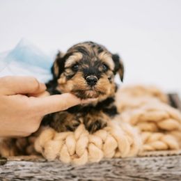 Aussiedoodle, Bernedoodle, and Goldendoodle Puppies from Desert Doodles