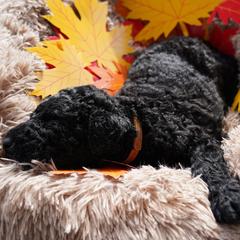 Curly-Coated Retriever Puppies from CHAPARRAL CURLY RETRIEVERS