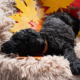 Curly-Coated Retriever Puppies from CHAPARRAL CURLY RETRIEVERS