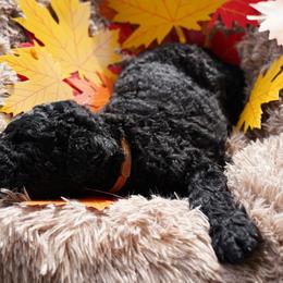 Curly-Coated Retriever Puppies from CHAPARRAL CURLY RETRIEVERS
