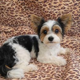 Dutchess - Biewer Terrier