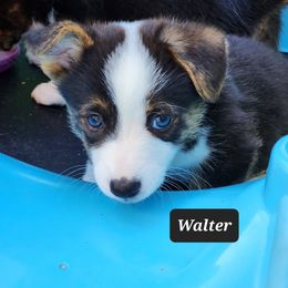 American Corgi Puppies from Wigglebutts American Corgis