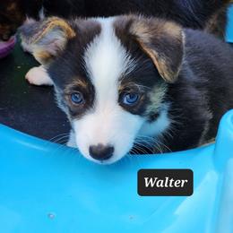 American Corgi Puppies from Wigglebutts American Corgis