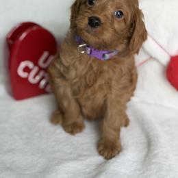 LOLLYPOP girl - Red  female Goldendoodle puppy in Rush, New York from Care Bear Puppies