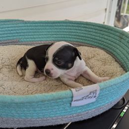 Chihuahua Puppies from Wilds Farms