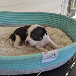 Chihuahua Puppies from Wilds Farms