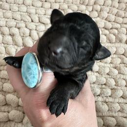 Clover - Black female Goldendoodle puppy in Mountain Home, Idaho from MightyDoods