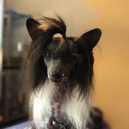 Visa - Chinese Crested