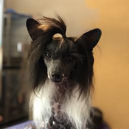 Visa - Chinese Crested