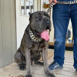 Buddy - Cane Corso