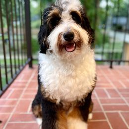 Maggie - Bernedoodle