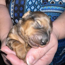Dachshund Puppies from Dumbledore's AKC Mini Dachshunds