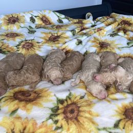 Goldendoodle and Labradoodle Puppies from Jessica Henry