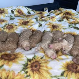 Goldendoodle and Labradoodle Puppies from Jessica Henry