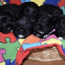 Portuguese Water Dogs from Chris' Portuguese Water Dogs