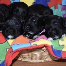 Portuguese Water Dogs from Chris' Portuguese Water Dogs