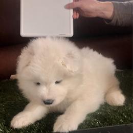 Purple - White and biscuit female Samoyed puppy in Colorado Springs, Colorado from T&M Samoyeds