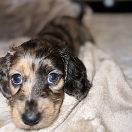 Dachshund Puppies from Lily’s Mini Dachshunds