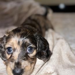 Dachshund Puppies from Lily’s Mini Dachshunds