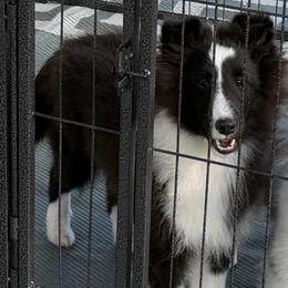 Cosmo - Black and white male Shetland Sheepdog puppy in Miami, Florida from Cielito Lindo Shelties