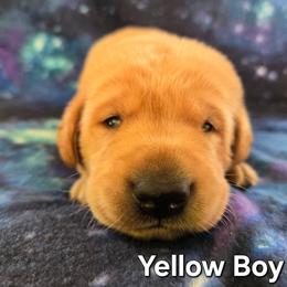 Yellow Boy - Yellow male Labrador Retriever puppy in Potosi, Wisconsin from Point and Flush Gun Dogs