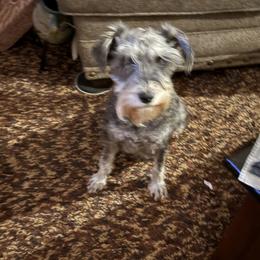Roxie - Miniature Schnauzer