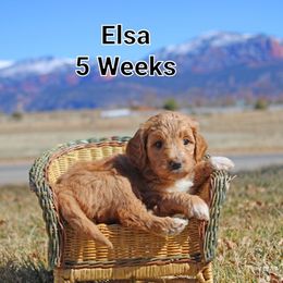 Aussiedoodle Puppies from Color Country Doodles