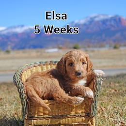 Aussiedoodle Puppies from Color Country Doodles