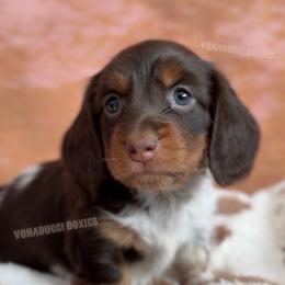 Dolly Parton - Piebald female Dachshund puppy in Chandler, Arizona from Vonaducci Doxies, LLC.