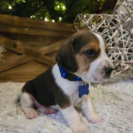 Frost - Black white and tan male Beagle puppy in Bethany, Missouri from Fox Creek Beagles