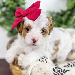 Curling - red bow girl - Blenheim female Cavapoo puppy in Melbourne, Florida from Space Coast Doodle Co.