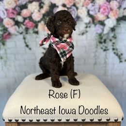 Rose - Chocolate female Goldendoodle puppy in Cedar Falls, Iowa from Northeast Iowa Doodles