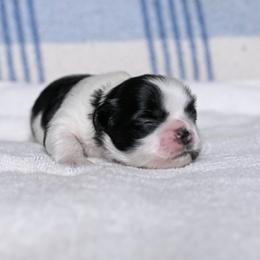 Dash - Black and white male Shih Tzu puppy in Montrose, Colorado from Nana's Happy Pups