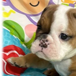 Bulldogs from Hamalini Bulldogs LLC