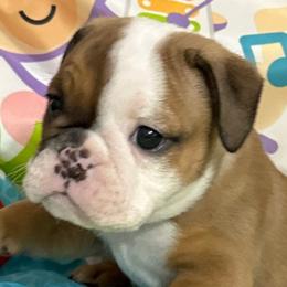 Bulldogs from Hamalini Bulldogs LLC
