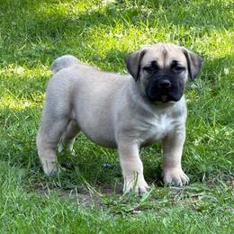 Pink Collar - Fawn female Boerboel puppy in Manitowoc, Wisconsin from Mae Boerboel