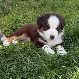 Tito - Red tri male Miniature Australian Shepherd puppy in Marion, Michigan from Highland Hills Mini Aussies