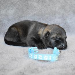 Light Blue - Sable female German Shepherd puppy in Cherryville, North Carolina from Masky Kennel