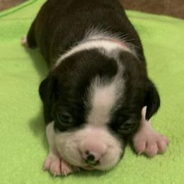 Boston Terriers from Tina Terry's Boston Terriers