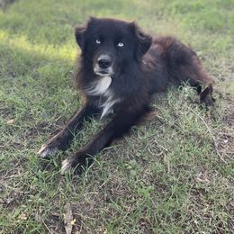 Shadow - Black & white male Miniature Australian Shepherd puppy in Lexington, Texas from Stone N Rose Kennels