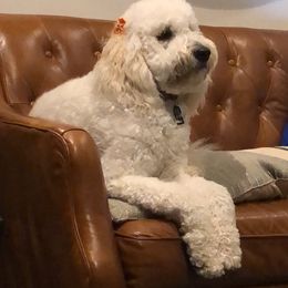 Goldendoodle, Labradoodle, and Poodle All Grown Up from Sugar Fig Kennel